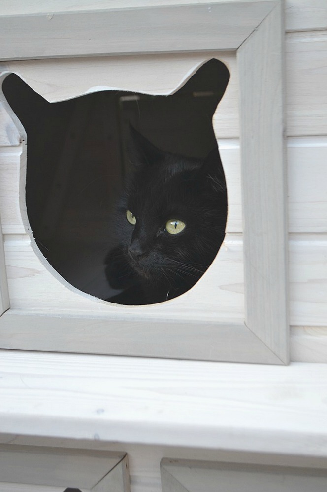 Cats can shelter in the Madeira cat house