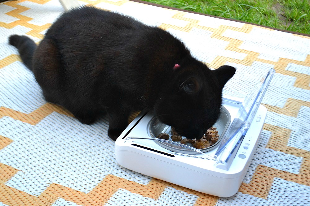 Automatic pet food bowl