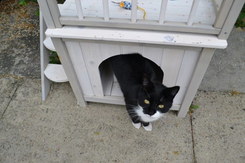 Wooden cat house