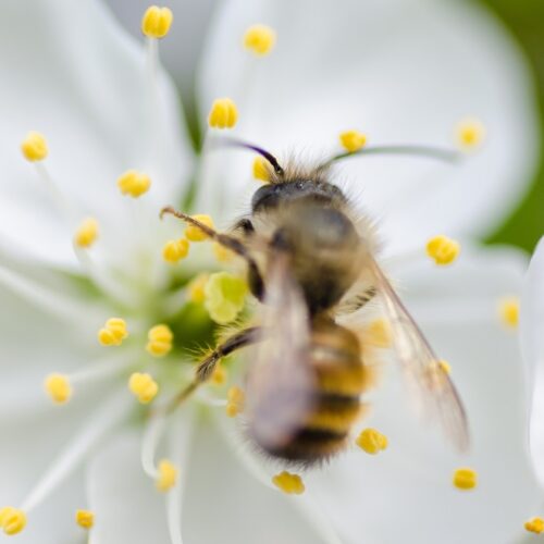 Hayfever remedies