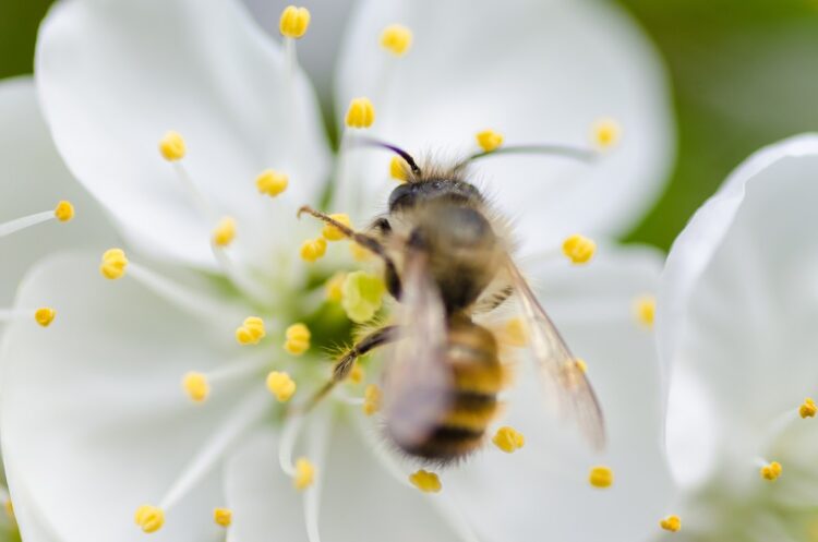 Hayfever remedies