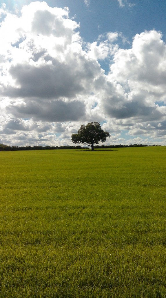 Crocky trail scenery