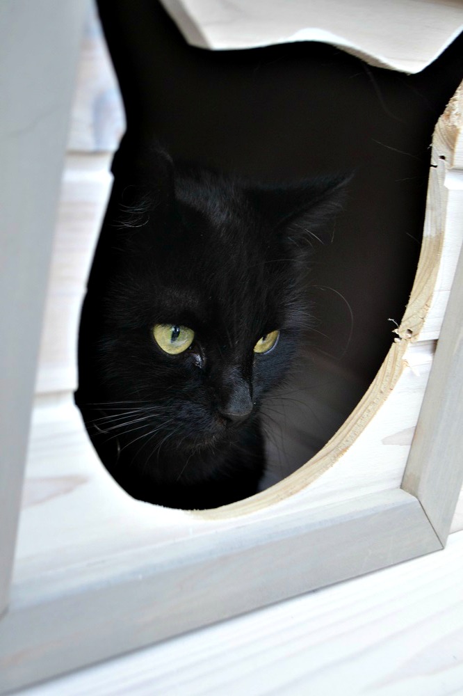 Wooden outdoor cat house