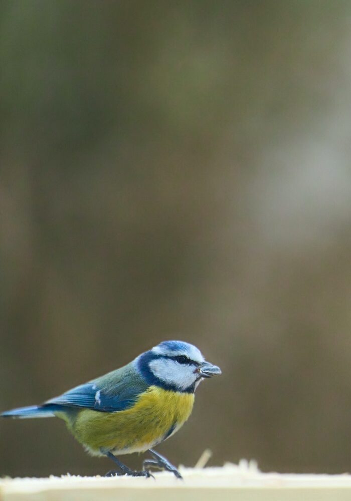 8 Benefits of Feeding Wild Birds