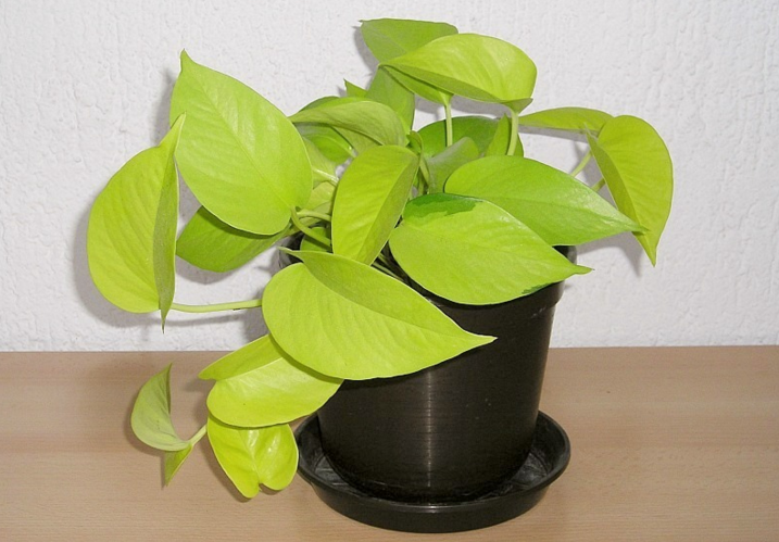 Pothos