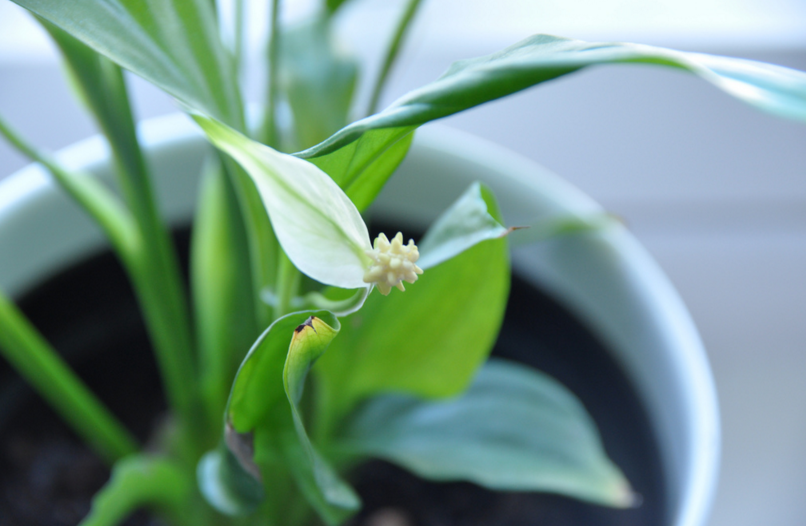 Peace Lily