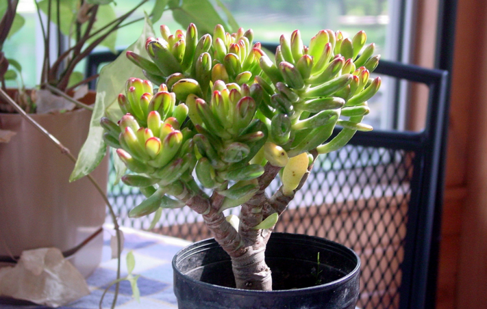 Jade Plant